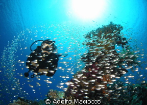 Diver @ Jackfish alley by Adolfo Maciocco 